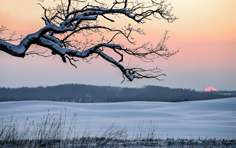 Campo di inverno della neve e rami delle querce al tramonto fotografia stock Campo di inverno della neve e rami delle querce al tramonto fotografia stock