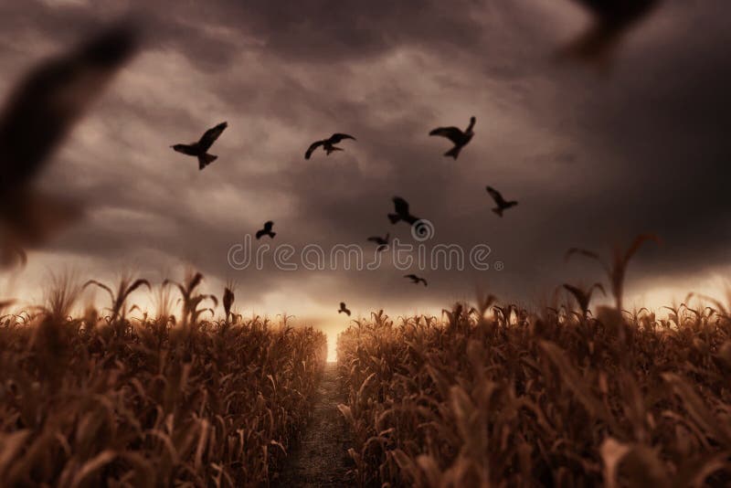 Campo di mais appassito con gli uccelli di volo nell'umore apocalittico