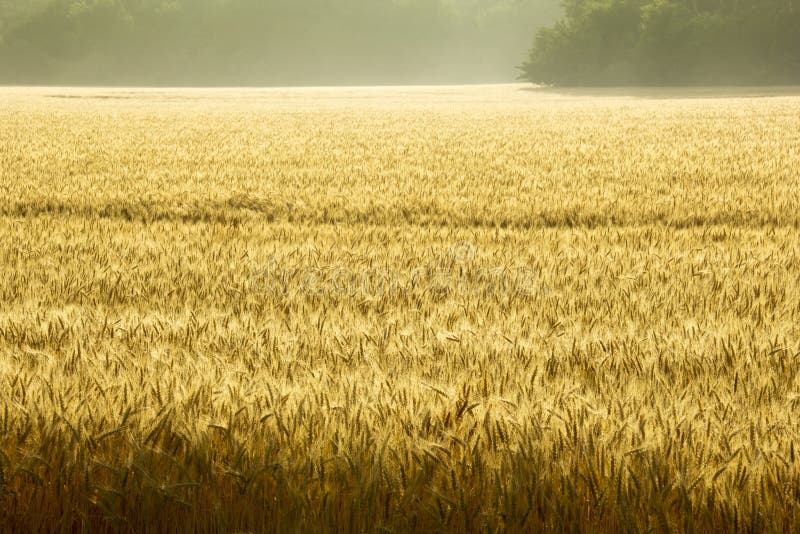 Campo di Misty Sunrise Over Golden Wheat in Kansas centrale fotografie stock Campo di Misty Sunrise Over Golden Wheat in Kansas centrale fotografie stock