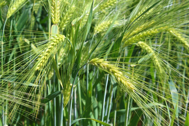 Campo Di Orzo Con Le Orecchie Dell'orzo Immagine Stock Immagine di