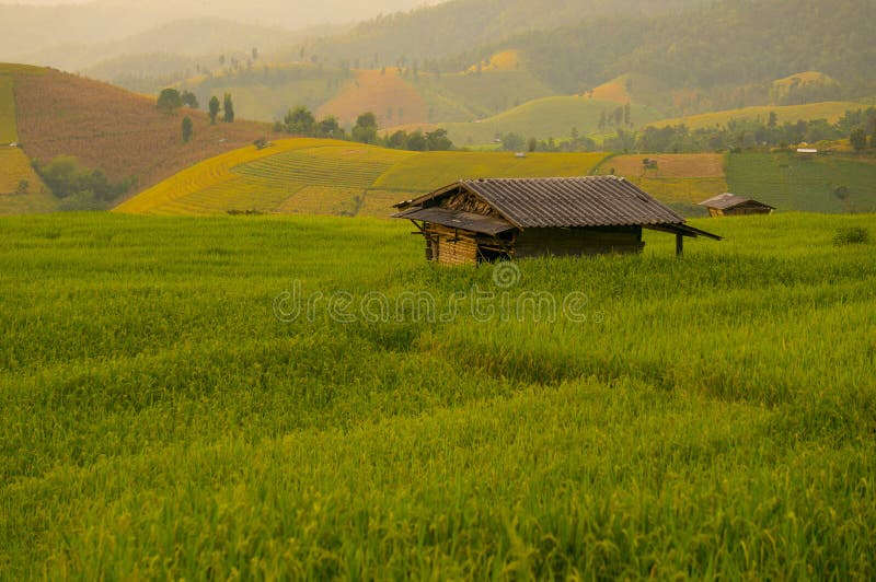 Campo do arroz e abrigo pequeno fotografia de stock royalty free Campo do arroz e abrigo pequeno fotografia de stock royalty free