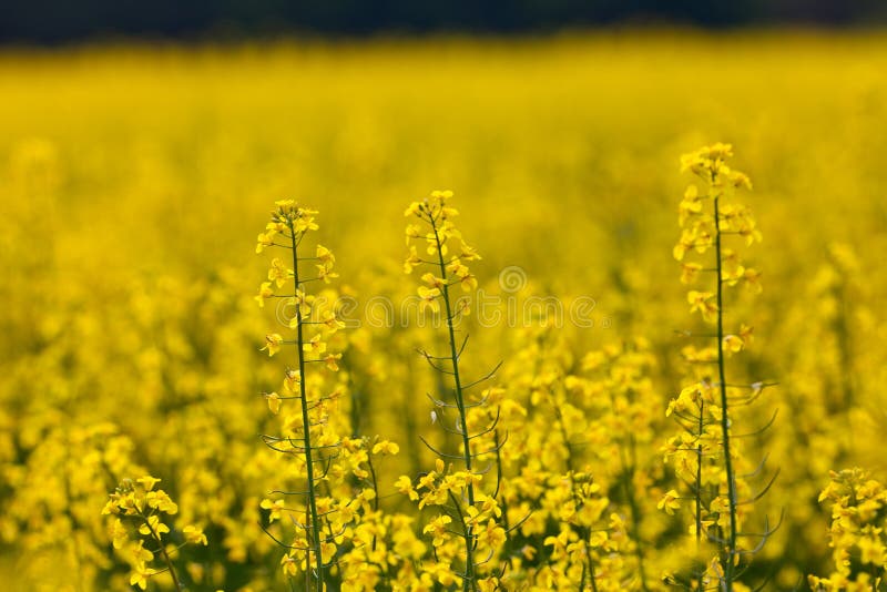 Campo do Rapeseed imagem de stock royalty free Campo do Rapeseed imagem de stock royalty free