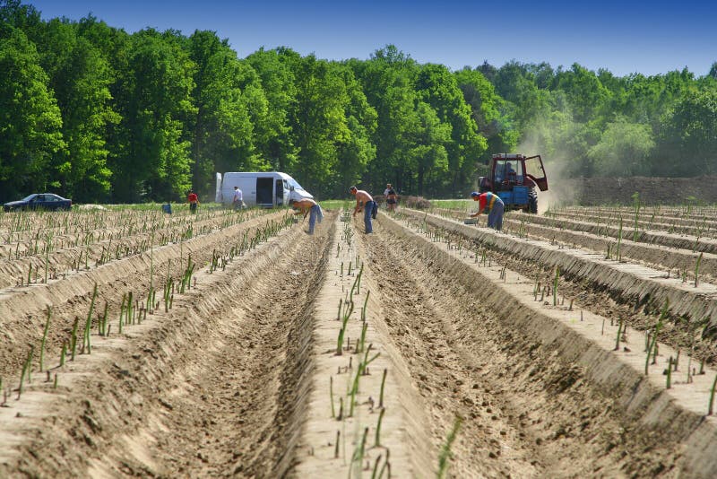 Campo de aspargos imagens de stock royalty free