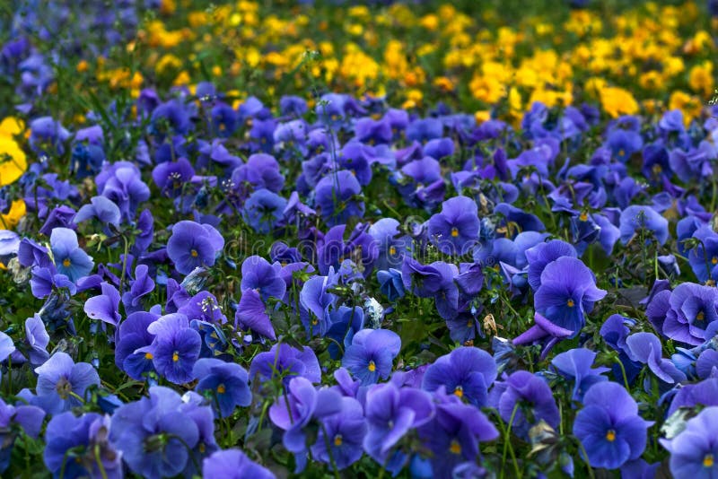 Campo dos pansies violetas Teste padr?o floral Fundo da flor, decoração, projeto Viola roxa Esta??o de mola Heartsease, clo do am foto de stock royalty free Campo dos pansies violetas Teste padr?o floral Fundo da flor, decoração, projeto Viola roxa Esta??o de mola Heartsease, clo do am foto de stock royalty free
