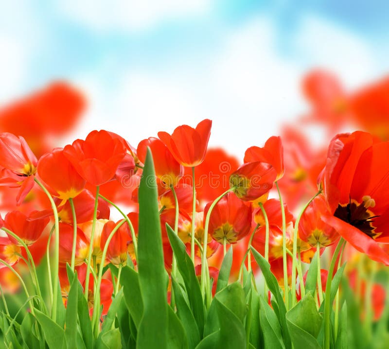 Campo dos Tulips imagem de stock royalty free Campo dos Tulips imagem de stock royalty free