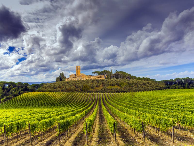 Campo dos vinhedos de Toscânia imagens de stock Campo dos vinhedos de Toscânia imagens de stock