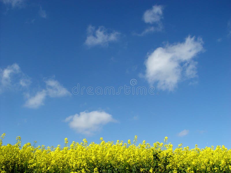 campo dourado do canola imagens de stock royalty free campo dourado do canola imagens de stock royalty free