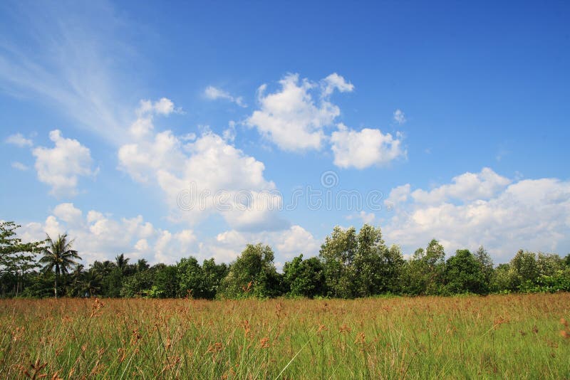 Campo e cielo immagini stock