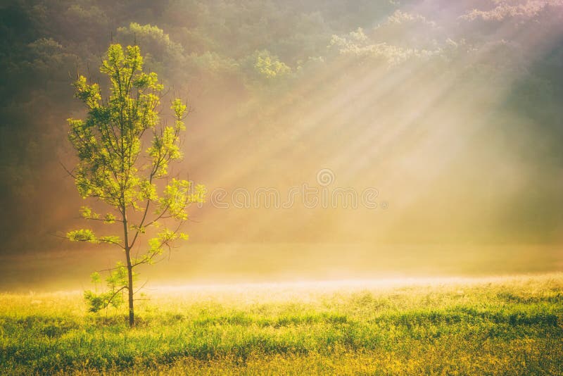 Campo e árvore de grama do verão na luz solar, backgroun dourado da natureza