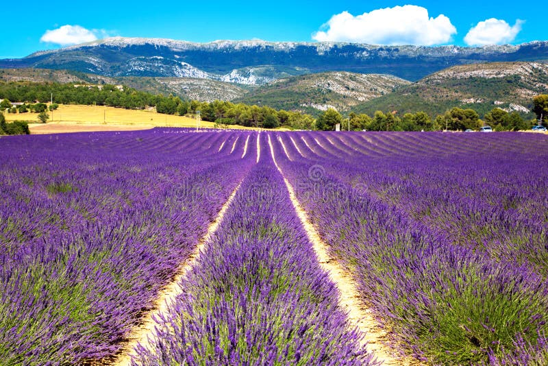 Campo floreciente de la lavanda Francia, Provence