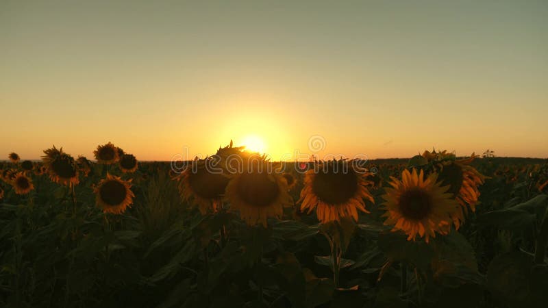 Campo floreciente del girasol en los rayos de una puesta del sol hermosa Concepto agrícola del negocio girasol orgánico de la cos imágenes de archivo libres de regalías Campo floreciente del girasol en los rayos de una puesta del sol hermosa Concepto agrícola del negocio girasol orgánico de la cos imágenes de archivo libres de regalías