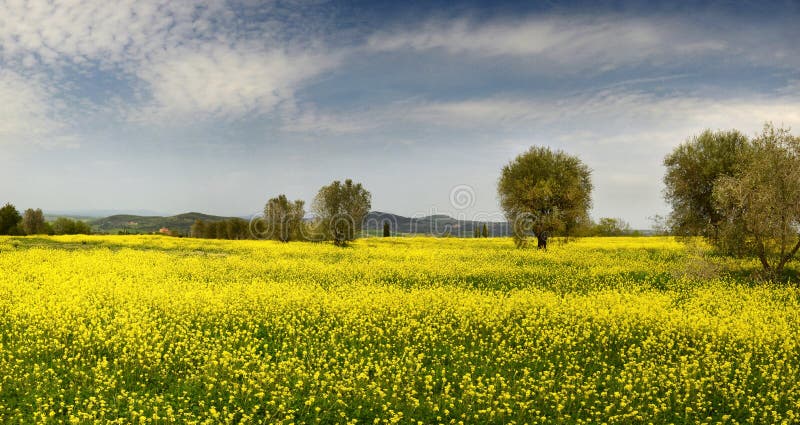 Campo hermoso de flores amarillas con los olivos y el cielo nublado azul en el campo toscano, cerca de Pienza Siena fotografía de archivo Campo hermoso de flores amarillas con los olivos y el cielo nublado azul en el campo toscano, cerca de Pienza Siena fotografía de archivo