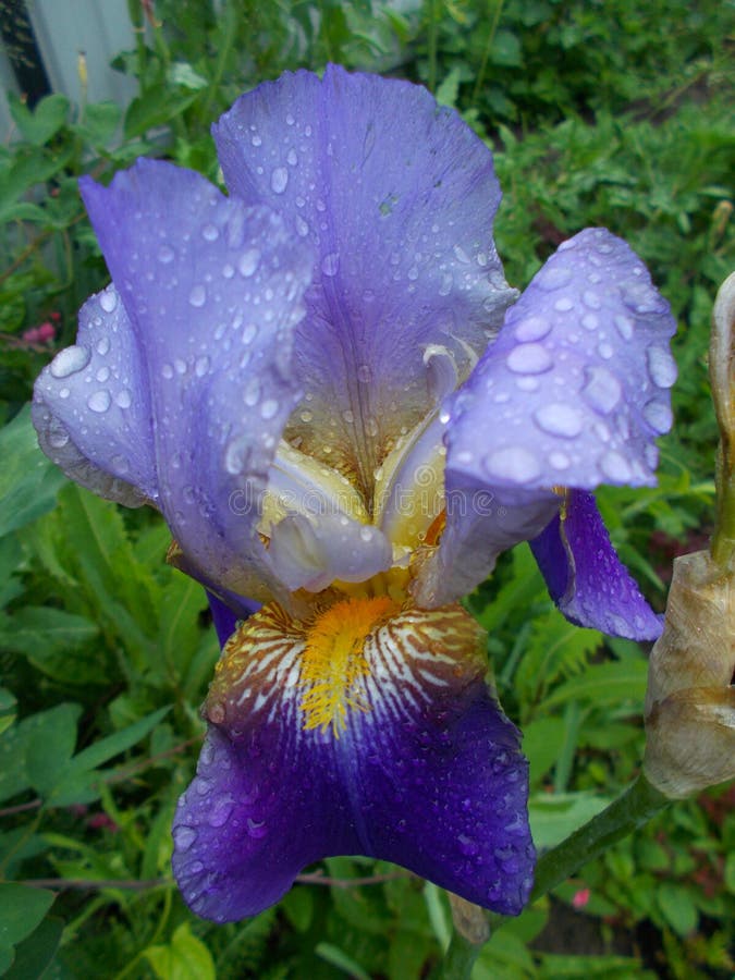 Campo hermoso de la lluvia de la flor del iris fotografía de archivo libre de regalías Campo hermoso de la lluvia de la flor del iris fotografía de archivo libre de regalías