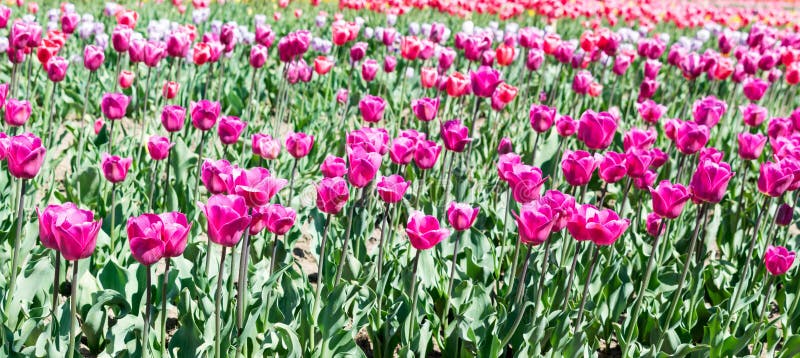 Campo hermoso de los tulipanes rosados Negrita foto de archivo libre de regalías Campo hermoso de los tulipanes rosados Negrita foto de archivo libre de regalías