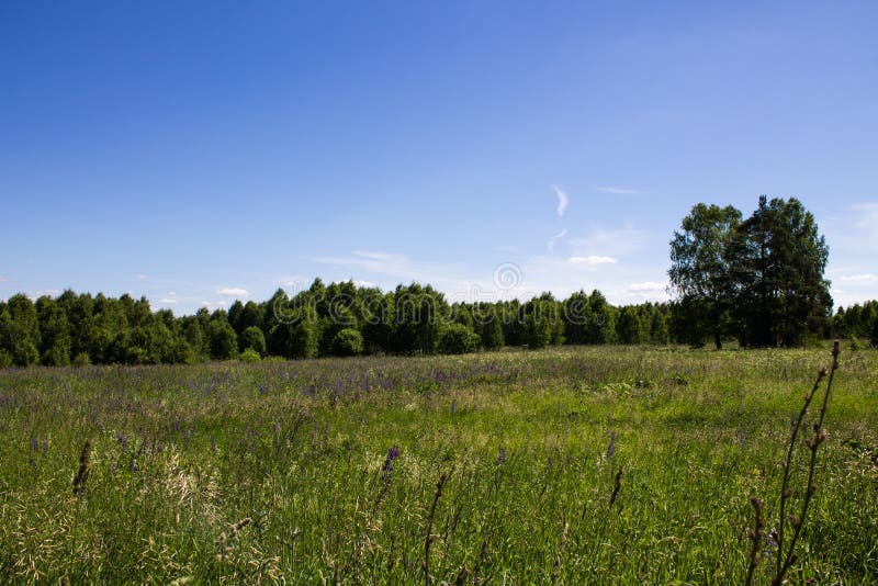 Campo hermoso del paisaje del verano con la hierba verde y árboles contra el cielo azul claro imagenes de archivo Campo hermoso del paisaje del verano con la hierba verde y árboles contra el cielo azul claro imagenes de archivo