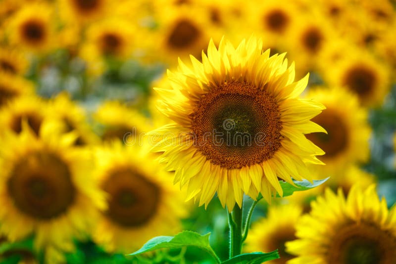 Campo infinito con los girasoles florecientes amarillos brillantes, foco suave imagenes de archivo Campo infinito con los girasoles florecientes amarillos brillantes, foco suave imagenes de archivo