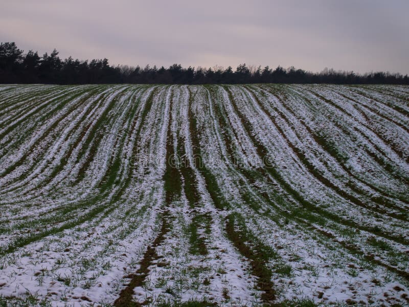 Campo innevato al bordo della foresta fotografia stock Campo innevato al bordo della foresta fotografia stock