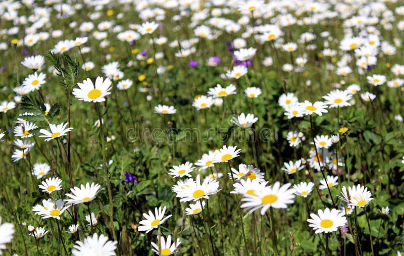 Campo, manzanilla, verano, prado, fondo, flores, primavera, manzanilla, blanco, flor, azul, cielo, naturaleza, verde, floral, lan foto de archivo Campo, manzanilla, verano, prado, fondo, flores, primavera, manzanilla, blanco, flor, azul, cielo, naturaleza, verde, floral, lan foto de archivo