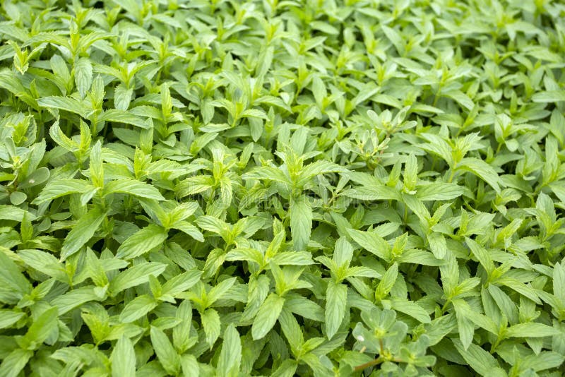 Campo orgânico fresco verde da hortelã Foto do conceito da agricultura foto de stock Campo orgânico fresco verde da hortelã Foto do conceito da agricultura foto de stock