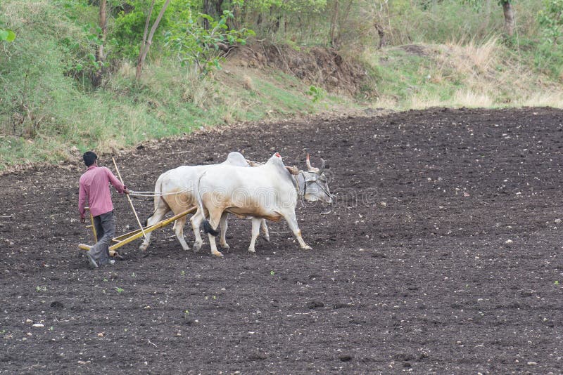 Campo ploughing do fazendeiro indiano imagens de stock Campo ploughing do fazendeiro indiano imagens de stock