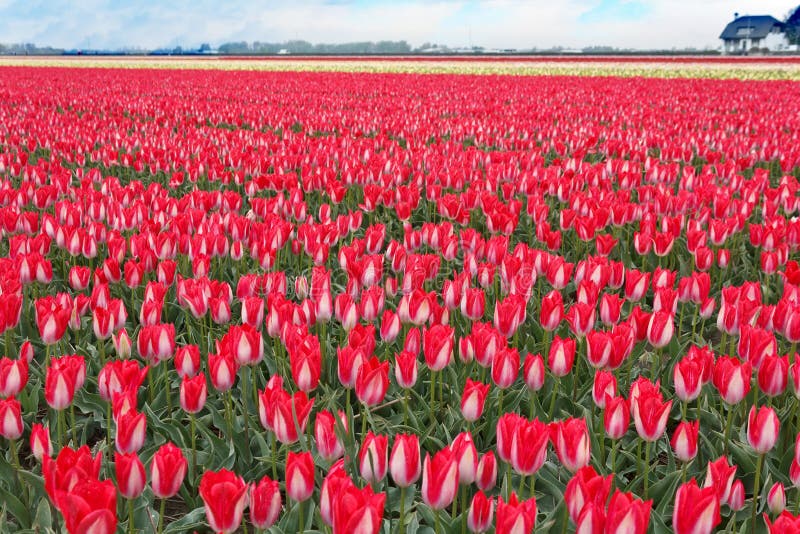 Campo rojo blanco espectacular del bulbo de los tulipanes fotografía de archivo Campo rojo blanco espectacular del bulbo de los tulipanes fotografía de archivo