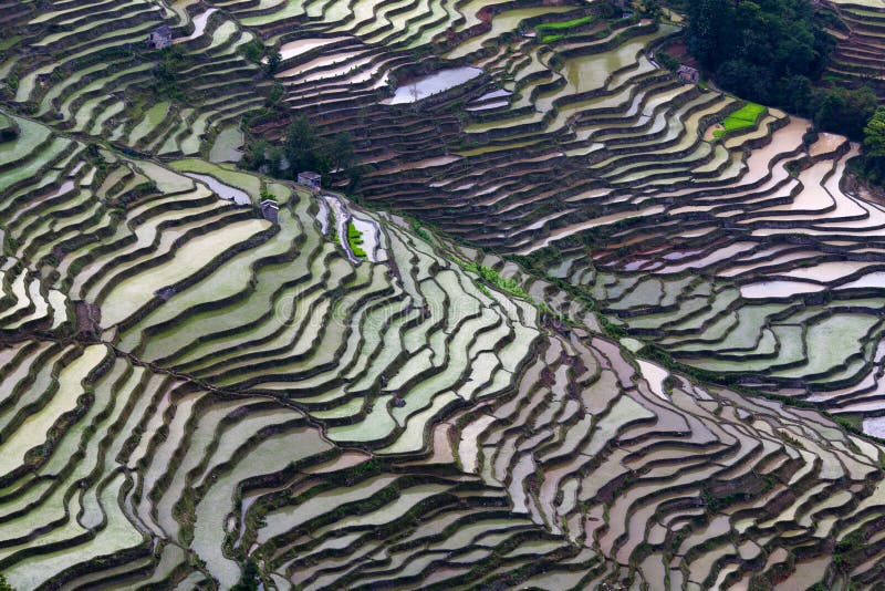 Panorama of Terraced rice field in water season of Hani ethnic people in Yuanyang, Yunnan province, China. Panorama of Terraced rice field in water season of Hani ethnic people in Yuanyang, Yunnan province, China.