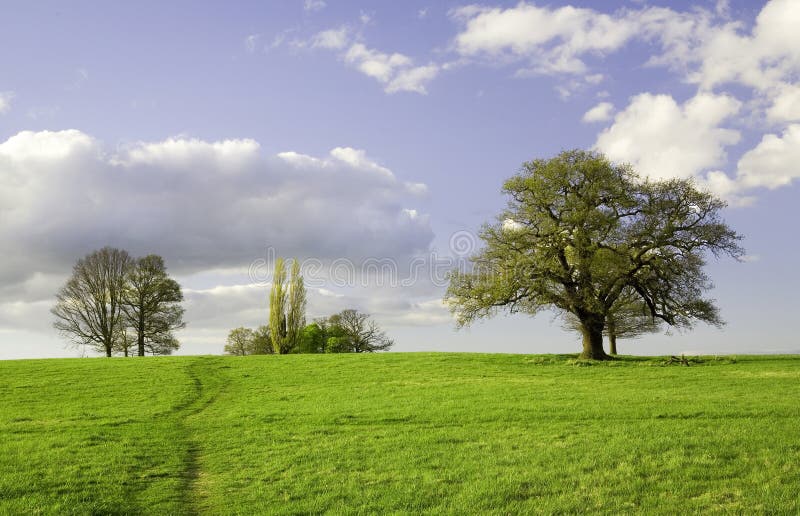 Campo verde con gli alberi ed il cielo