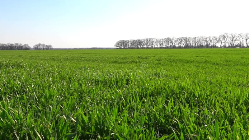 Campo verde de primavera. hierba verde brillante fresca balanceándose en suave brisa. pradera de verano en el campo hermoso paisaj almacen de video