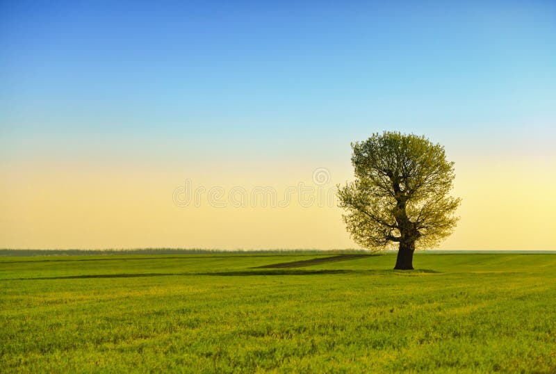 Campo verde ed albero solo