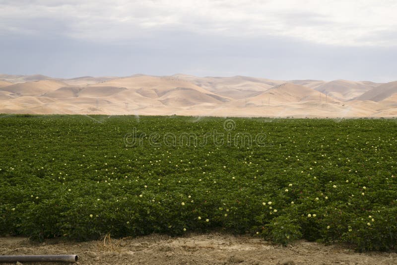 Campo verde fertile California Stati Uniti di agricoltura della terra dell'azienda agricola fotografia stock libera da diritti Campo verde fertile California Stati Uniti di agricoltura della terra dell'azienda agricola fotografia stock libera da diritti