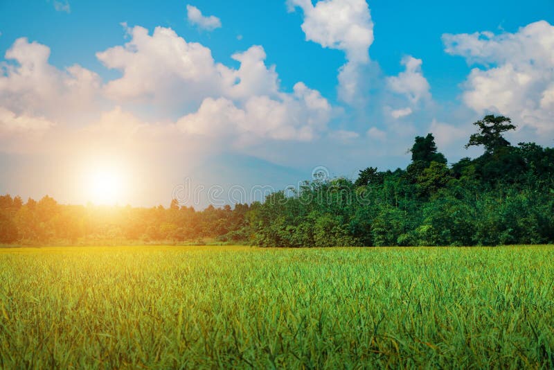 Campo verde na luz do por do sol da manhã - céu azul do arroz fotografia de stock Campo verde na luz do por do sol da manhã - céu azul do arroz fotografia de stock