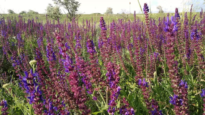 Campo viola di salsa. il vento flette i fiori.