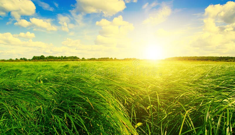 Campo y bosque de hierba verde bajo el sol de la puesta del sol. imagenes de archivo Campo y bosque de hierba verde bajo el sol de la puesta del sol. imagenes de archivo