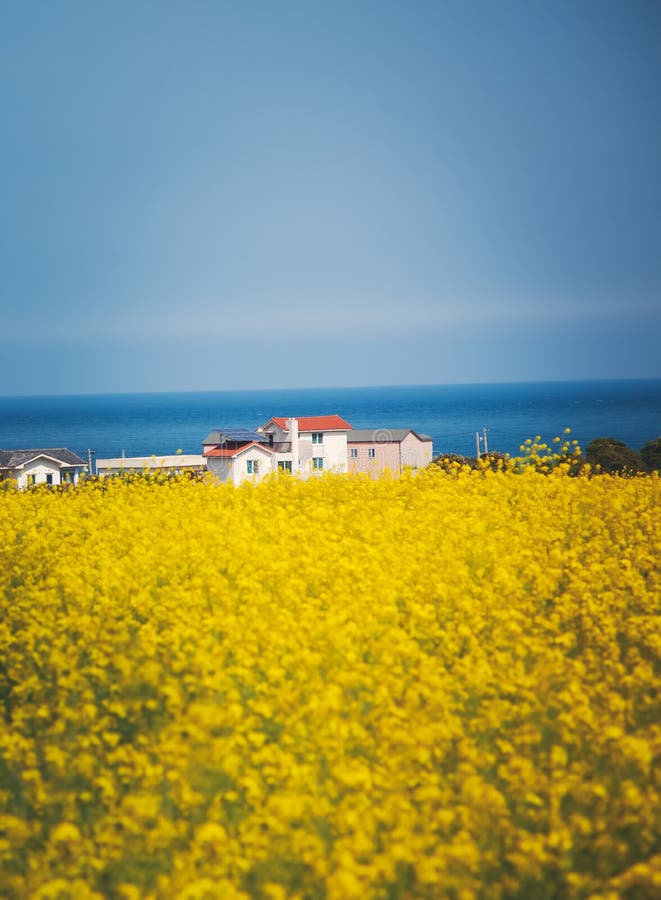 Campos amarillos de la rabina en el fondo del mar azul Udo Island y Jeju, Corea del Sur imagenes de archivo Campos amarillos de la rabina en el fondo del mar azul Udo Island y Jeju, Corea del Sur imagenes de archivo