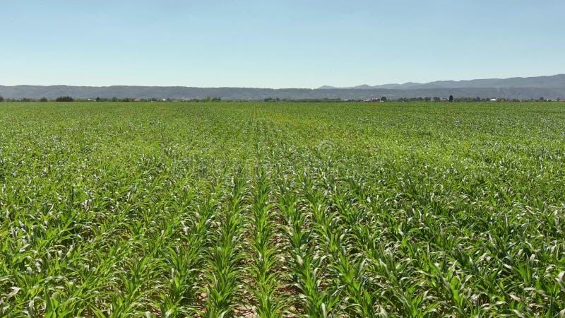 Campos com filas iguais de plantas de milho do ponto de vista das aves. tiroteio com drone.