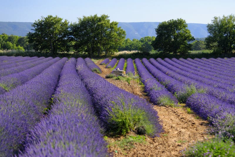 Campos da alfazema em Provence foto de stock Campos da alfazema em Provence foto de stock