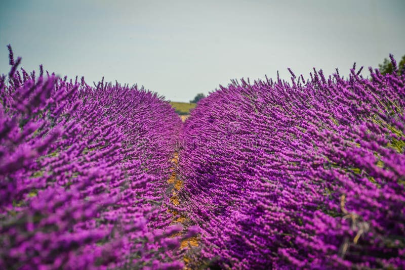 Campos da alfazema em Provence imagem de stock royalty free Campos da alfazema em Provence imagem de stock royalty free