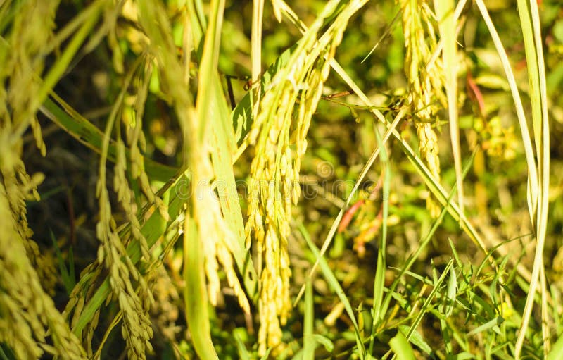 Campos de arroz imagen de archivo libre de regalías Campos de arroz imagen de archivo libre de regalías