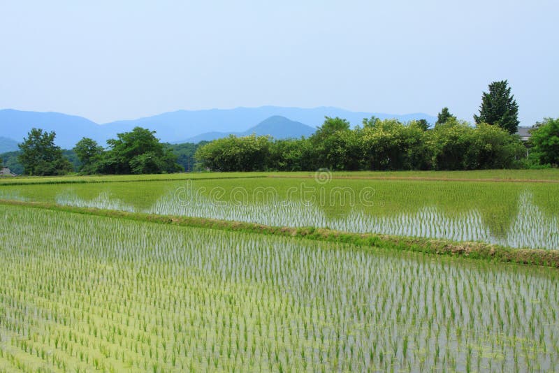 Campos de arroz en Gyeongju fotos de archivo libres de regalías Campos de arroz en Gyeongju fotos de archivo libres de regalías