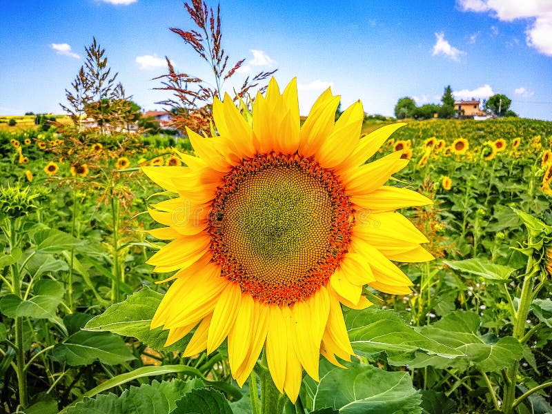 Campos de girasoles en las colinas de la región de Marche en el mar adriático, Italia foto de archivo libre de regalías Campos de girasoles en las colinas de la región de Marche en el mar adriático, Italia foto de archivo libre de regalías