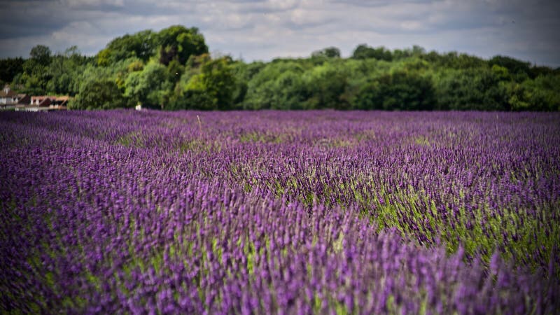 Campos de la lavanda en Inglaterra fotos de archivo Campos de la lavanda en Inglaterra fotos de archivo