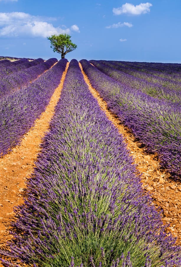 Campos de la lavanda en Valensole con los olivos Provence, Francia fotografía de archivo Campos de la lavanda en Valensole con los olivos Provence, Francia fotografía de archivo