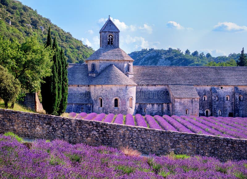 Campos de la lavanda, Provence, Francia imagen de archivo