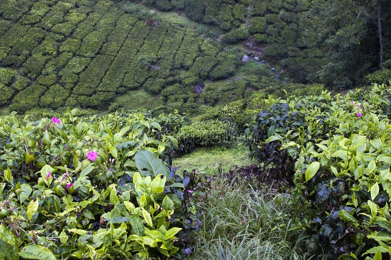 Campos de la plantación de té de las montañas de Cameron imágenes de archivo libres de regalías Campos de la plantación de té de las montañas de Cameron imágenes de archivo libres de regalías