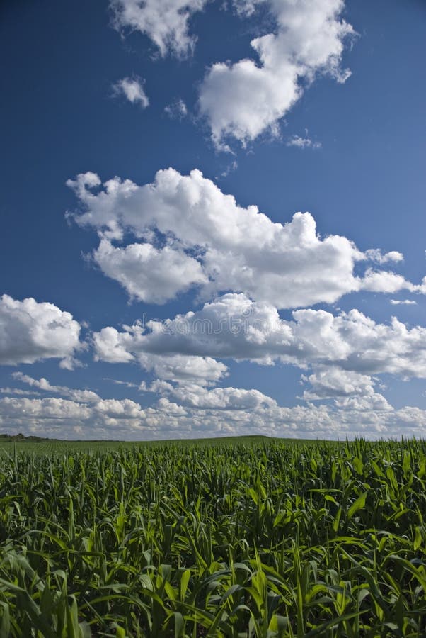 Campos de maíz y cielos de Wisconsin