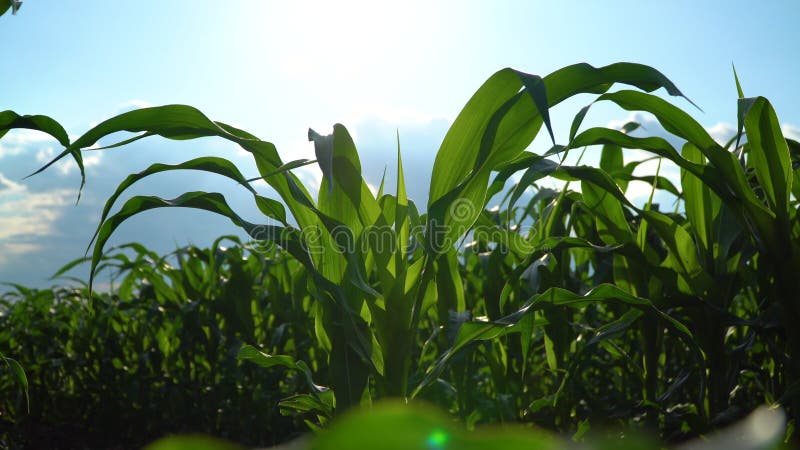 Campos de milho em detalhes. folhas de milho verde