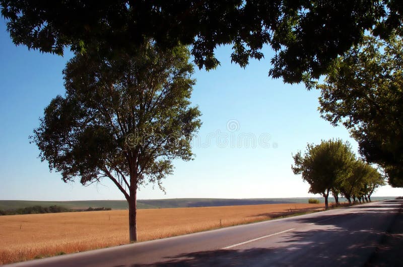 Campos de oro fotografía de archivo Campos de oro fotografía de archivo