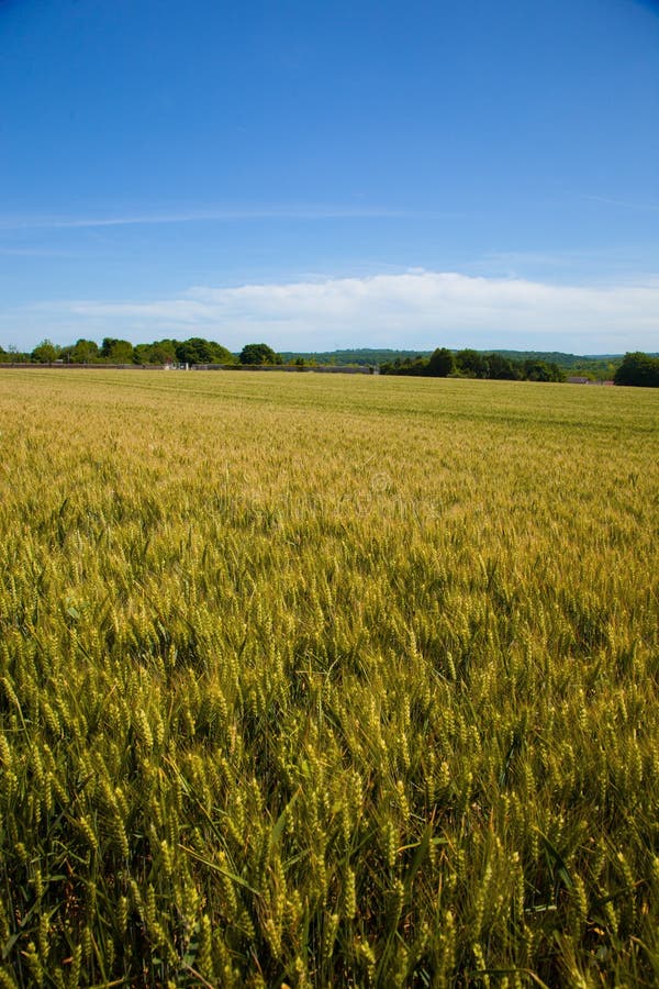 Campos de trigo en la región de Vexin en Francia, fotografía de archivo libre de regalías Campos de trigo en la región de Vexin en Francia, fotografía de archivo libre de regalías