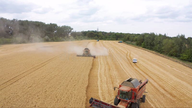 Campos de trigo no território da rússia em stavropol 23 de julho de 2019 colhem colheitas de trigo no campo ao pôr do sol na rússi