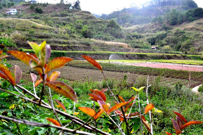 Campos del arroz imágenes de archivo libres de regalías Campos del arroz imágenes de archivo libres de regalías